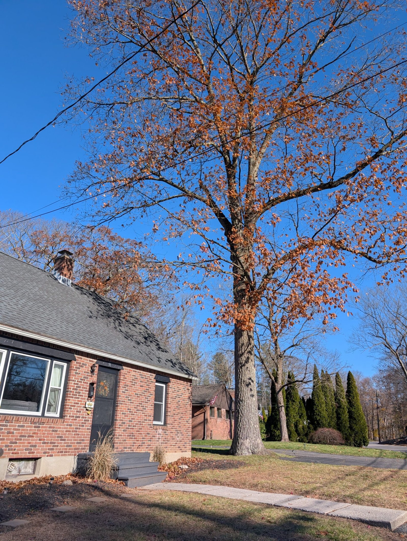 Tree Removal That Could Have Saved Our Kids' Bedroom Full view of the 80-foot oak towering over the house before removal, showing its massive size relative to the two-story home